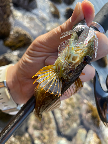 アナハゼの釣果