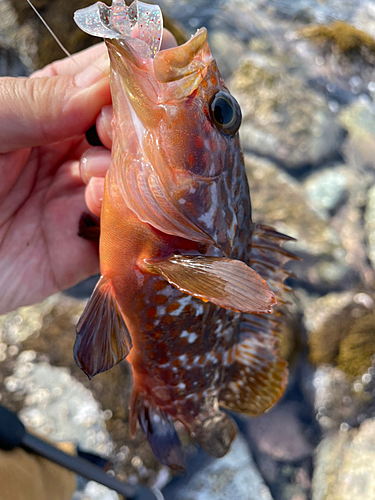 キジハタの釣果