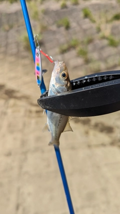 セイゴ（マルスズキ）の釣果