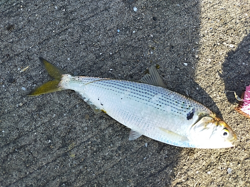 コノシロの釣果