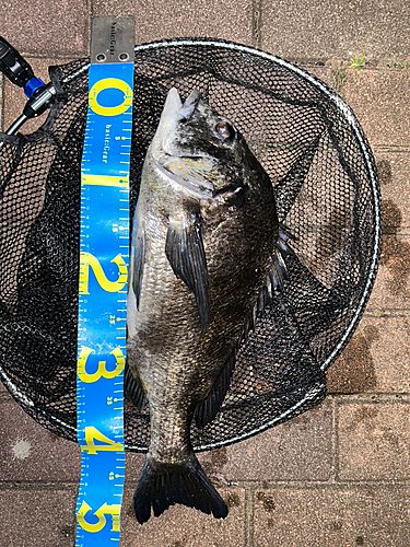 クロダイの釣果