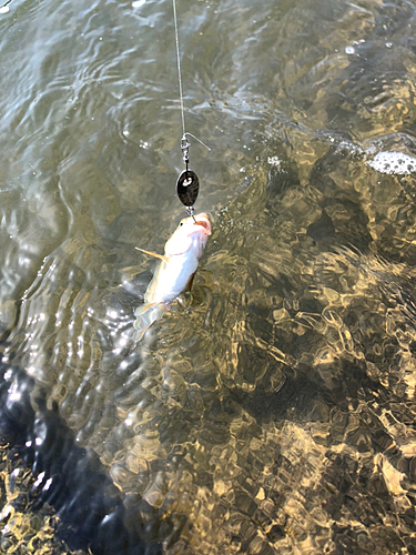 ウグイの釣果