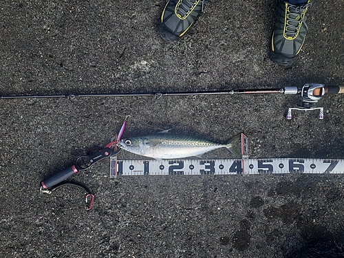 サバの釣果