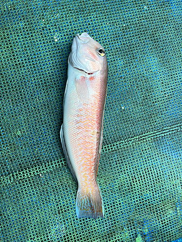 シロアマダイの釣果