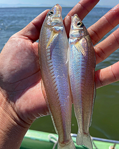 シロギスの釣果