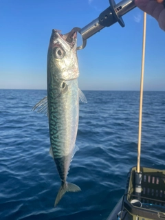 サバの釣果