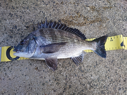 クロダイの釣果