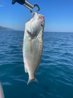 イシモチの釣果