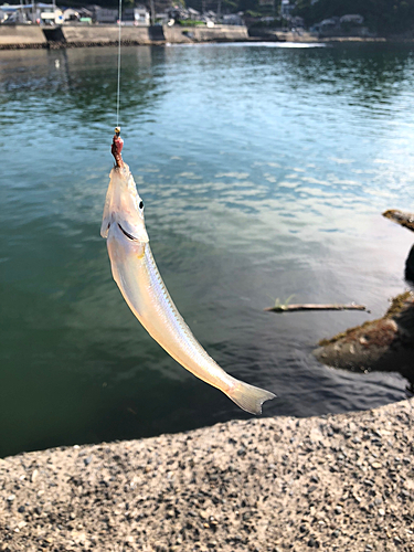 シロギスの釣果