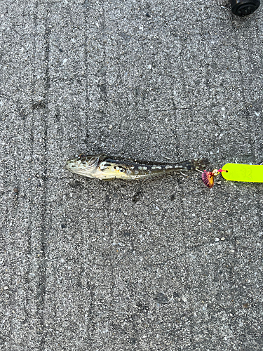 アナハゼの釣果