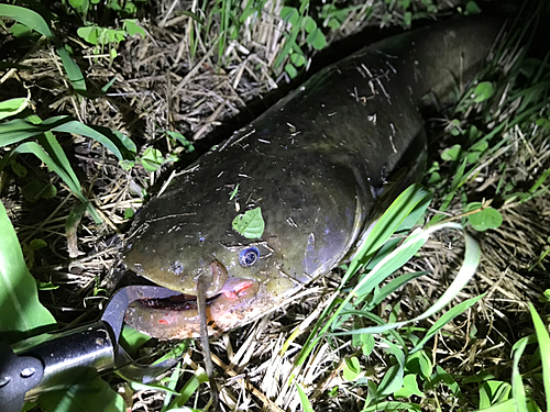 ナマズの釣果