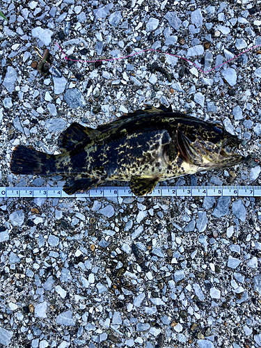 タケノコメバルの釣果