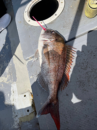 マダイの釣果