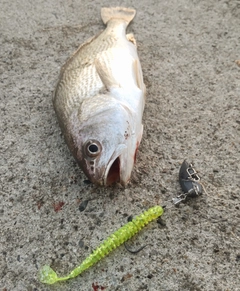 イシモチの釣果