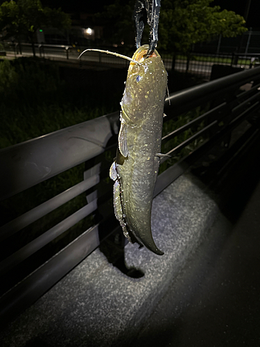 ニホンナマズの釣果