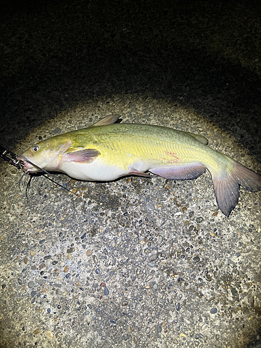 アメリカナマズの釣果