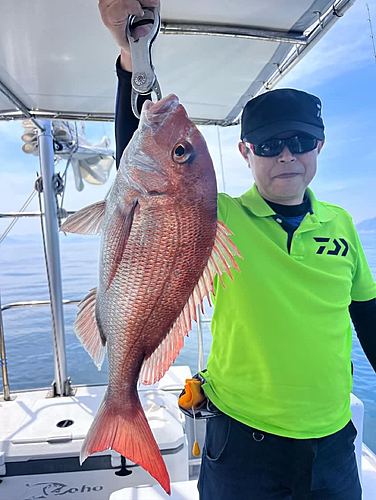 マダイの釣果