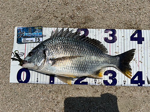 チヌの釣果