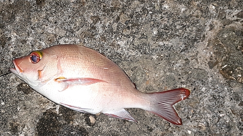 ハナフエダイの釣果