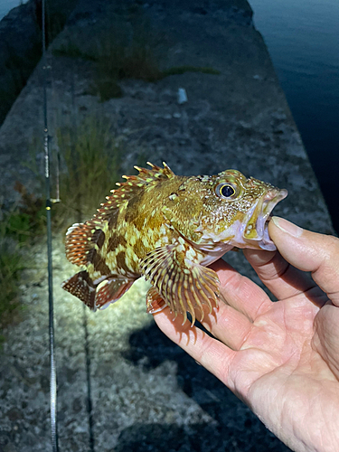 カサゴの釣果