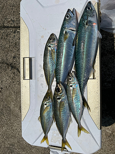 サバの釣果