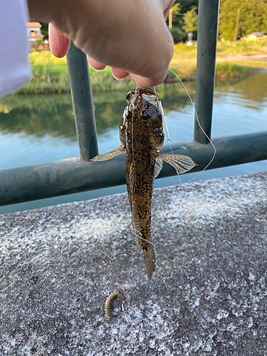 ハゼの釣果