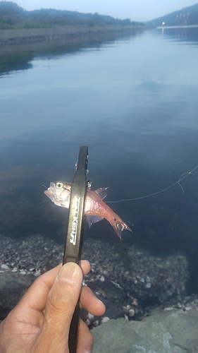 ネンブツダイの釣果