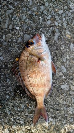 マダイの釣果