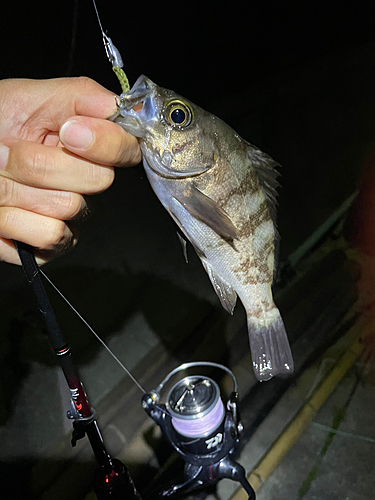 クロメバルの釣果