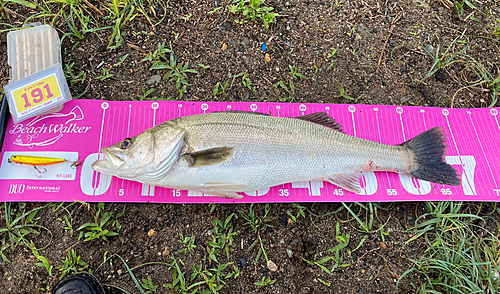 スズキの釣果