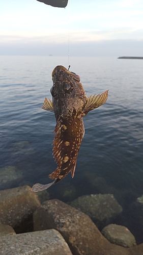 ガシラの釣果