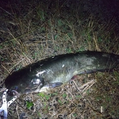 マナマズの釣果