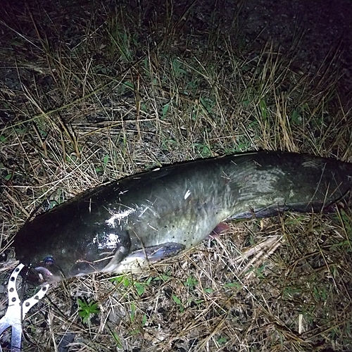 マナマズの釣果