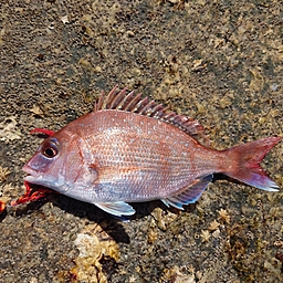 とも さんの釣果