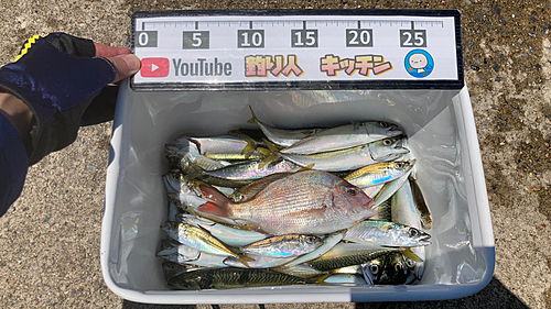 アジの釣果