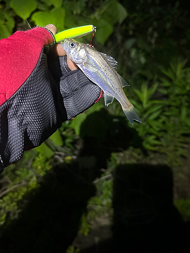 スズキの釣果