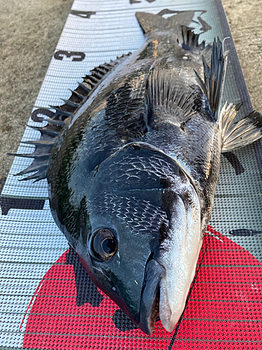 クロダイの釣果