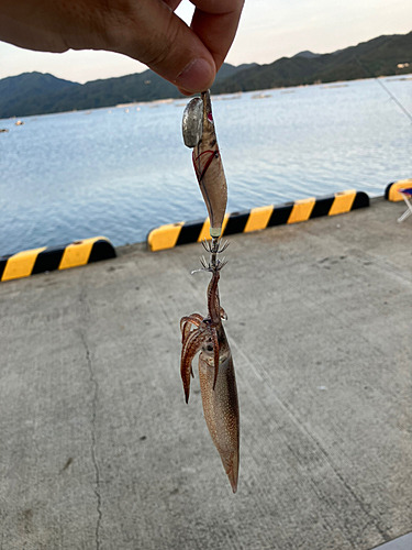 イカの釣果