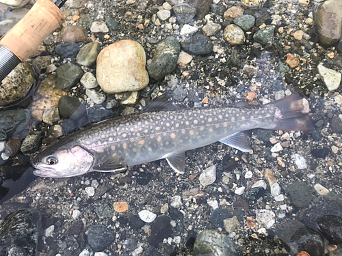 イワナの釣果