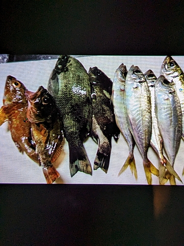 アジの釣果