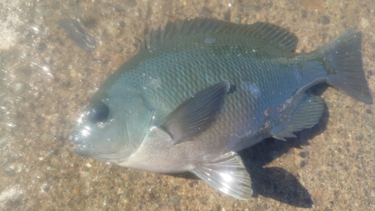 クチブトグレ