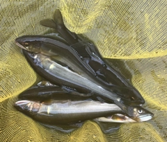 アユの釣果