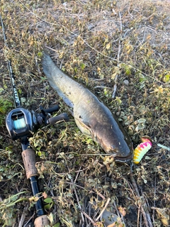 ナマズの釣果