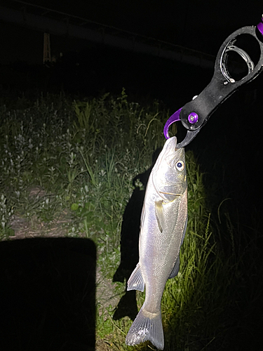 セイゴ（マルスズキ）の釣果