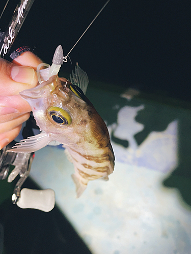 メバルの釣果