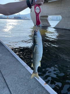 ボラの釣果
