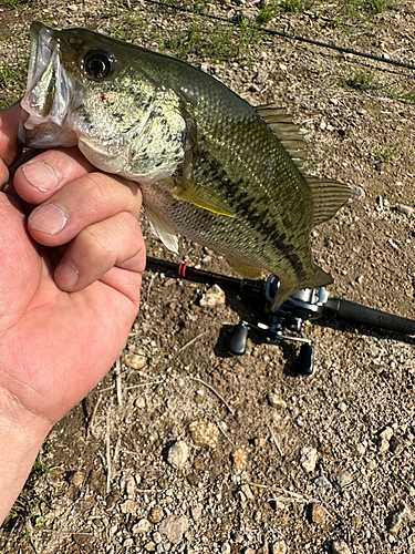 ラージマウスバスの釣果