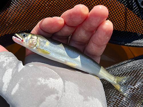 コアユの釣果