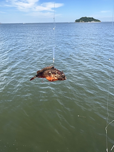 ハオコゼの釣果