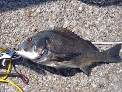 チヌの釣果